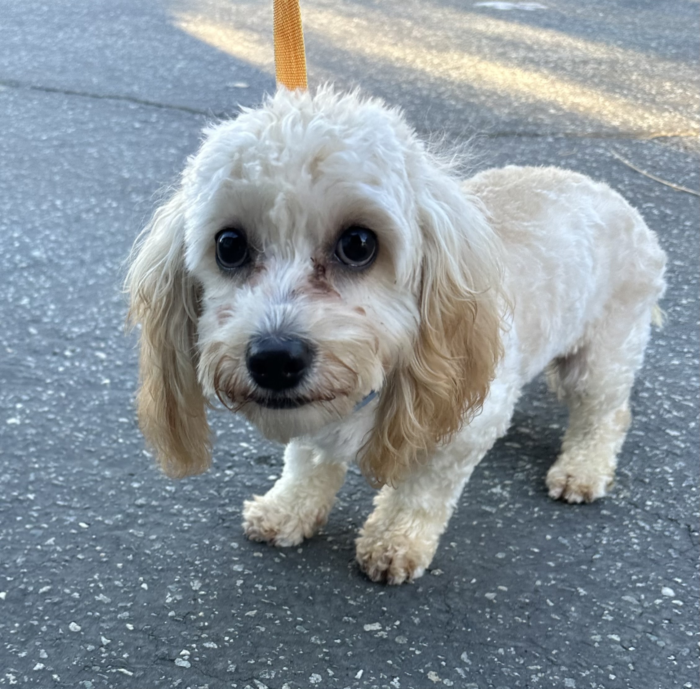 Royal (070), an adoptable Cavapoo in Yucaipa, CA, 92399 | Photo Image 1