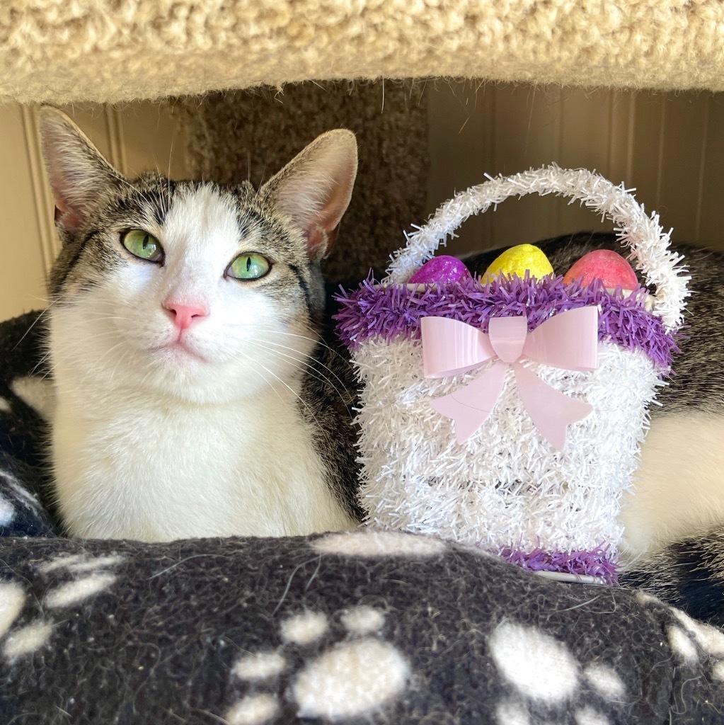 Katie, an adoptable Domestic Short Hair in Cambria, CA, 93428 | Photo Image 1