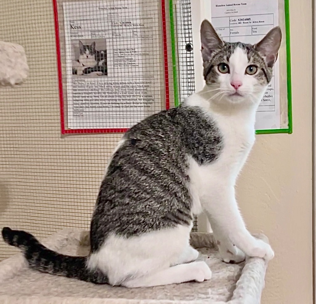 Katie, an adoptable Domestic Short Hair in Cambria, CA, 93428 | Photo Image 2