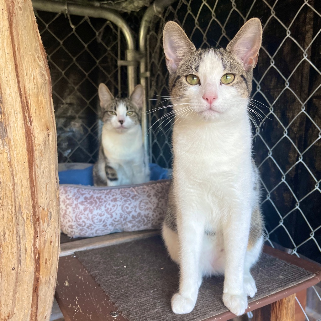 Katie, an adoptable Domestic Short Hair in Cambria, CA, 93428 | Photo Image 3