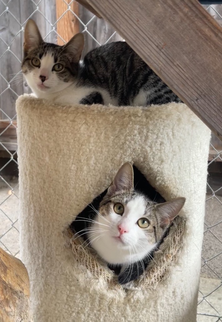Katie, an adoptable Domestic Short Hair in Cambria, CA, 93428 | Photo Image 4