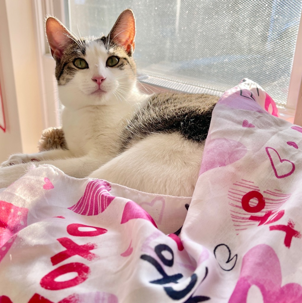 Katie, an adoptable Domestic Short Hair in Cambria, CA, 93428 | Photo Image 5