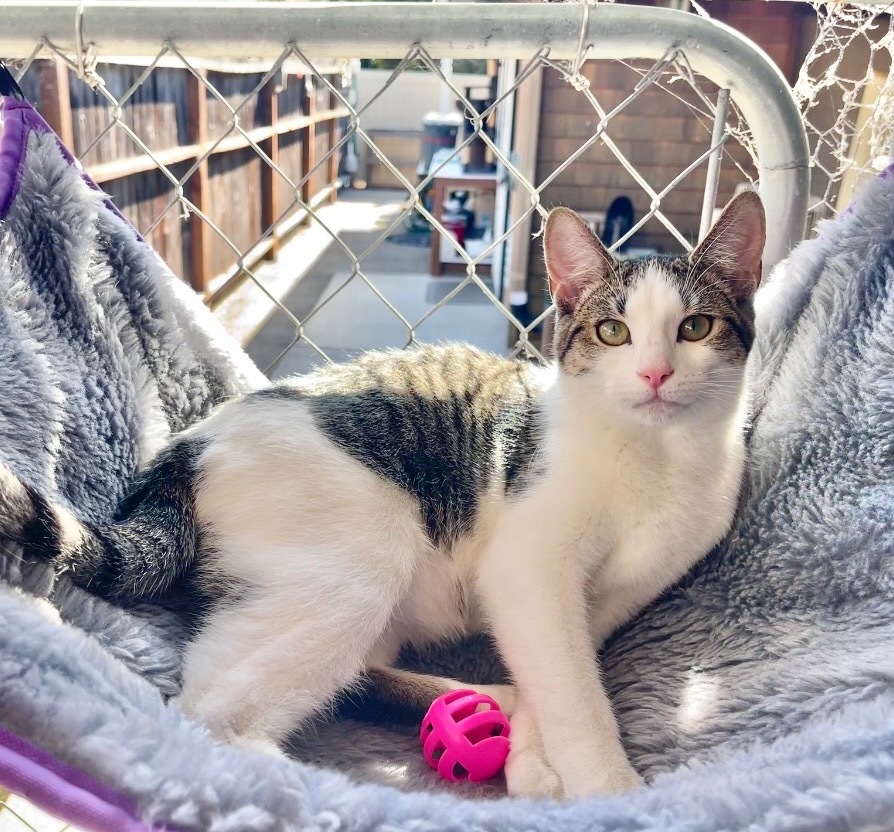Katie, an adoptable Domestic Short Hair in Cambria, CA, 93428 | Photo Image 6