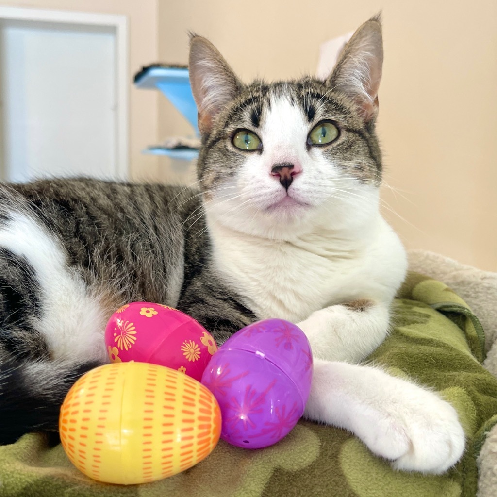 Kess, an adoptable Domestic Short Hair in Cambria, CA, 93428 | Photo Image 1