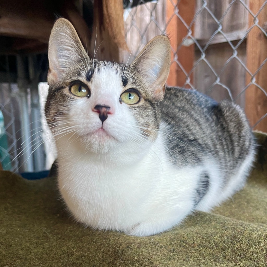 Kess, an adoptable Domestic Short Hair in Cambria, CA, 93428 | Photo Image 2