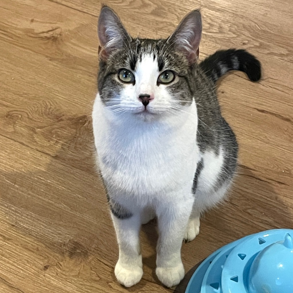 Kess, an adoptable Domestic Short Hair in Cambria, CA, 93428 | Photo Image 4