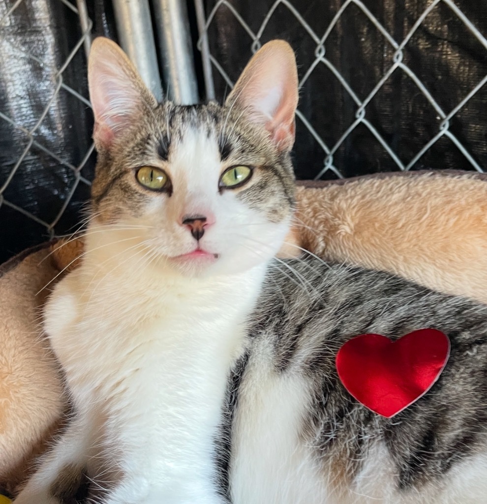Kess, an adoptable Domestic Short Hair in Cambria, CA, 93428 | Photo Image 5
