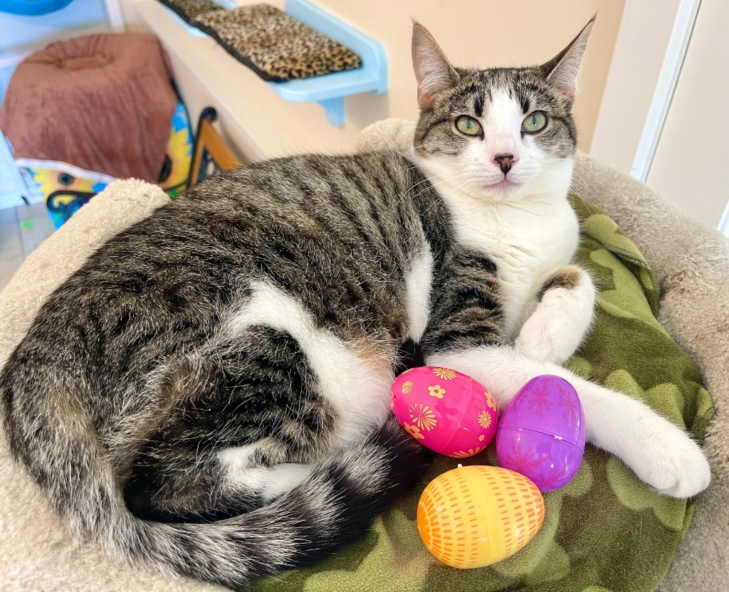 Kess, an adoptable Domestic Short Hair in Cambria, CA, 93428 | Photo Image 6