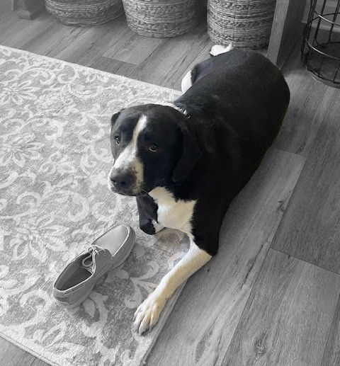 Nick, an adoptable Great Pyrenees, Beagle in Albany, OR, 97321 | Photo Image 2