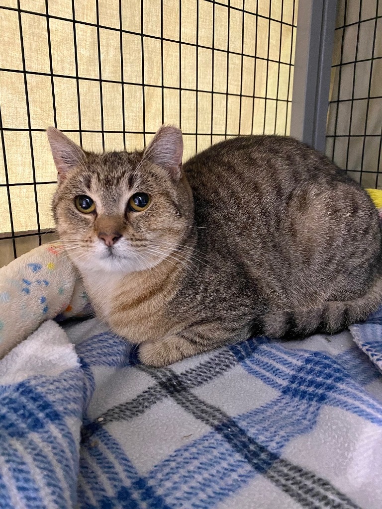 Beauty, an adoptable Domestic Short Hair in Grants Pass, OR, 97526 | Photo Image 1