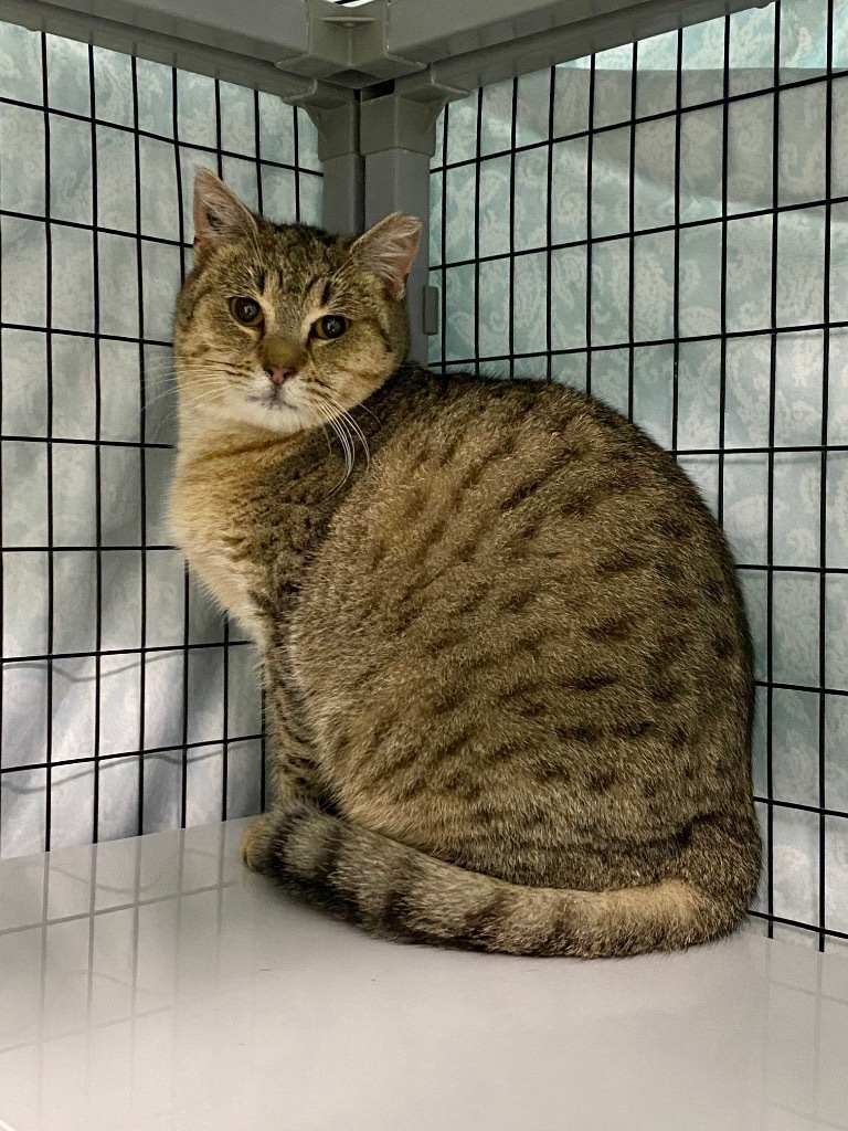 Beauty, an adoptable Domestic Short Hair in Grants Pass, OR, 97526 | Photo Image 2