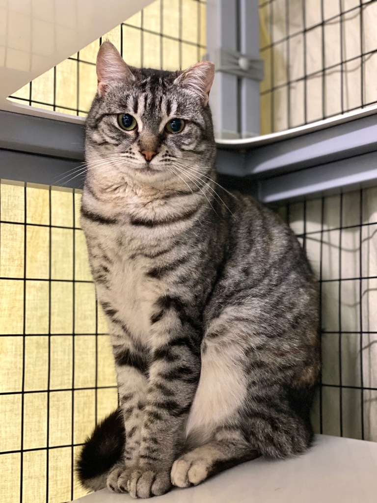 Bonita, an adoptable Domestic Short Hair in Grants Pass, OR, 97526 | Photo Image 1