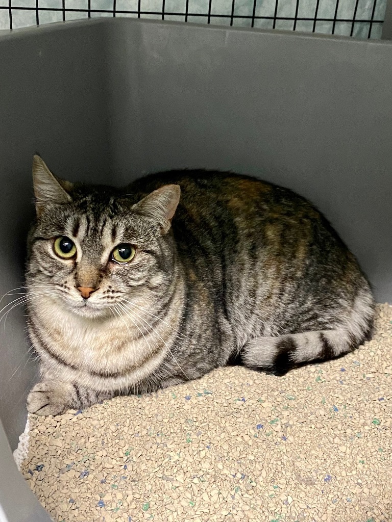 Bonita, an adoptable Domestic Short Hair in Grants Pass, OR, 97526 | Photo Image 2