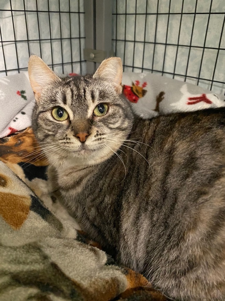 Bonita, an adoptable Domestic Short Hair in Grants Pass, OR, 97526 | Photo Image 3