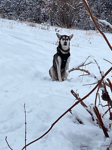 Chena Sheba, an adoptable Husky in Midway, UT, 84049 | Photo Image 1