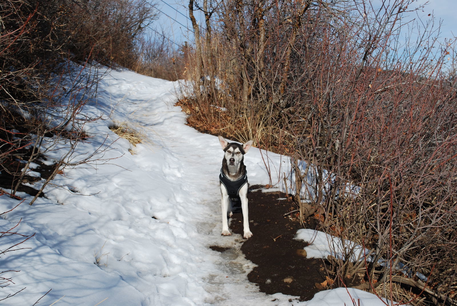 Chena Sheba, an adoptable Husky in Midway, UT, 84049 | Photo Image 2