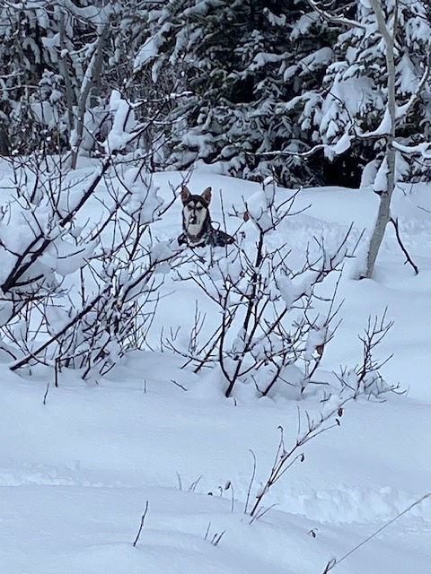 Chena Sheba, an adoptable Husky in Midway, UT, 84049 | Photo Image 3
