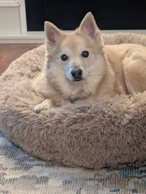 Eddie, Senior Male Pomeranian