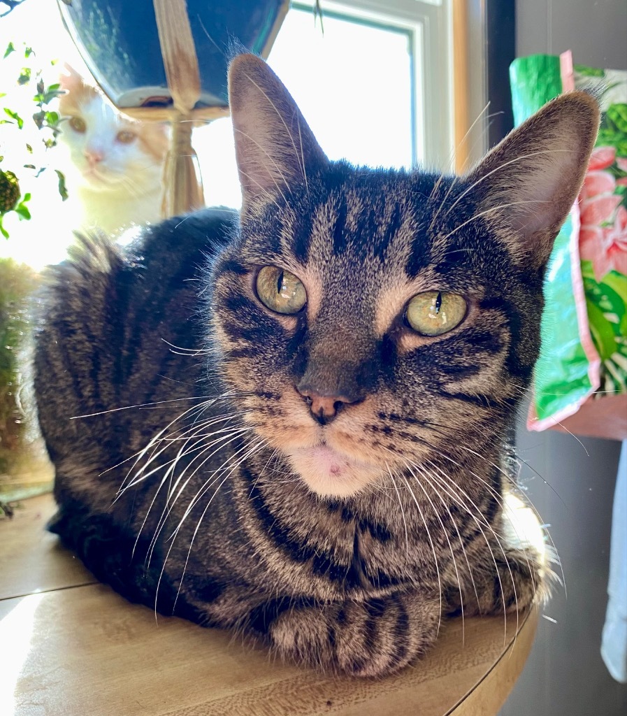 Tootsie