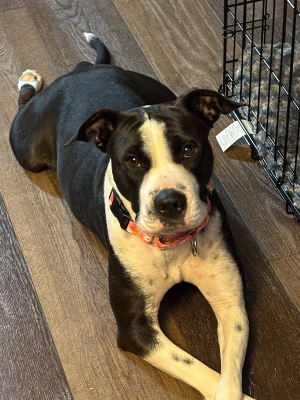 Waverly, an adoptable Pit Bull Terrier, Labrador Retriever in New London, WI, 54961 | Photo Image 1
