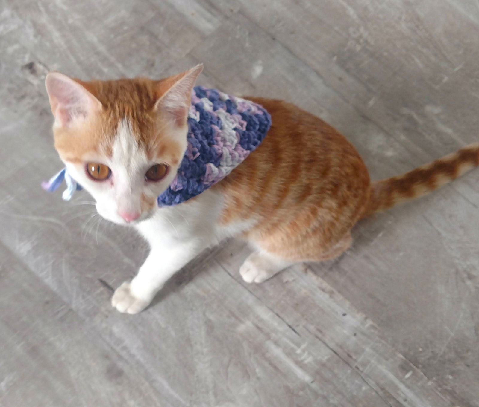 Tungsten, an adoptable Domestic Short Hair, Tabby in Laramie, WY, 82073 | Photo Image 3