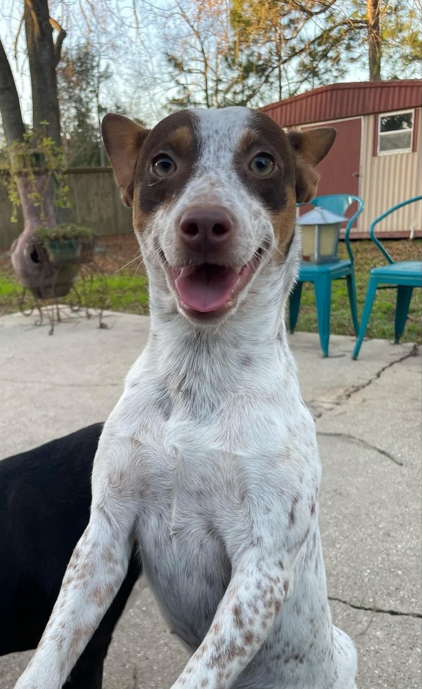 Maybelle