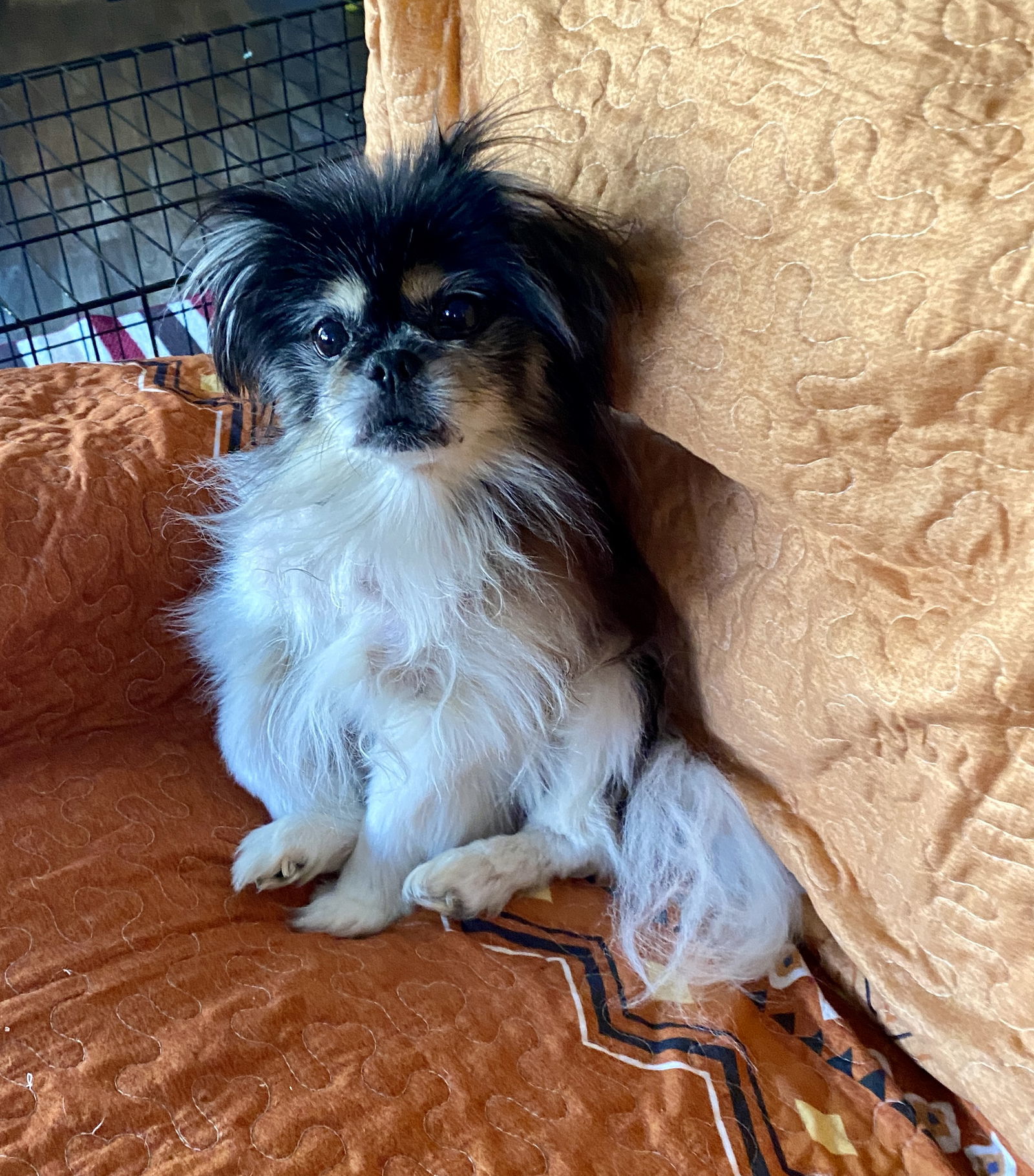 Kobe, an adoptable Pekingese in Middlesex, NC, 27557 | Photo Image 1