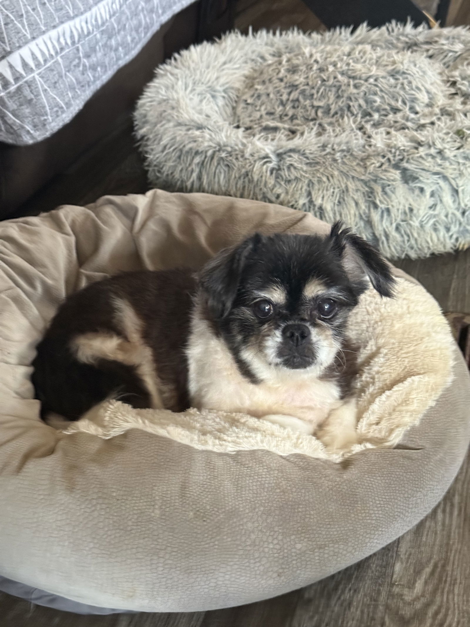 Kobe, an adoptable Pekingese in Middlesex, NC, 27557 | Photo Image 2