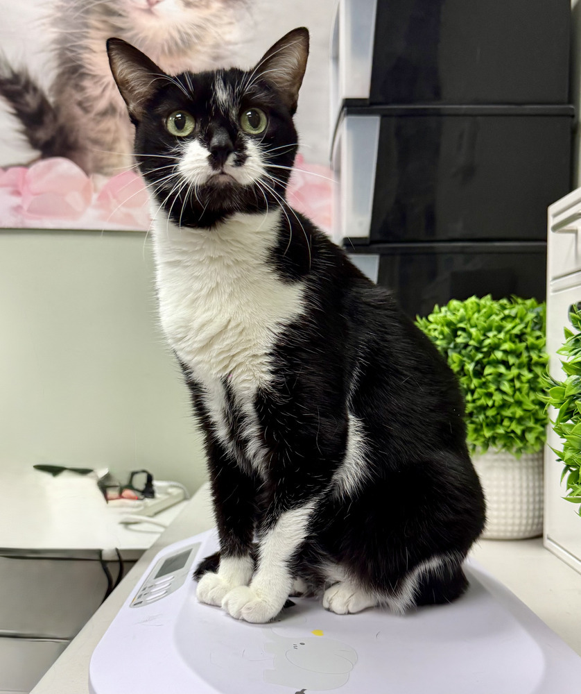 Tux