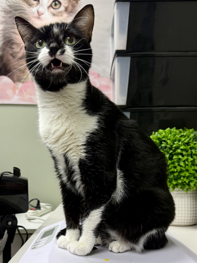 Tux