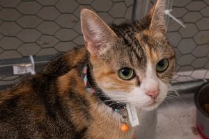 Momma Daisy *Wants to be your one and only pet!*