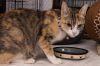 Momma Daisy *Wants to be your one and only pet!* photo 2