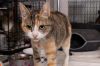 Momma Daisy *Wants to be your one and only pet!* photo 3
