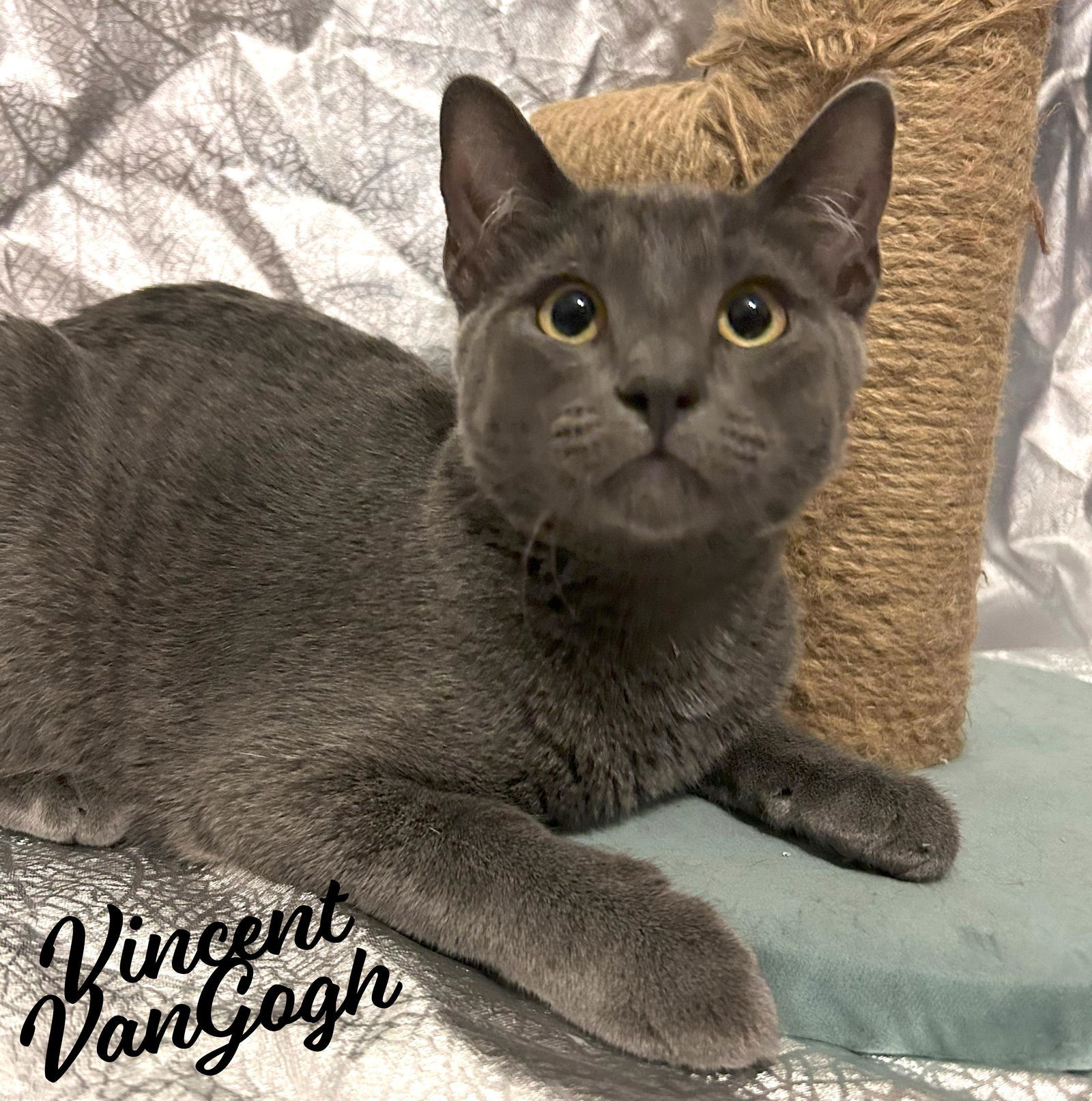 Vincent #Van-Gogh, an adoptable Chartreux, Domestic Medium Hair in Houston, TX, 77005 | Photo Image 1