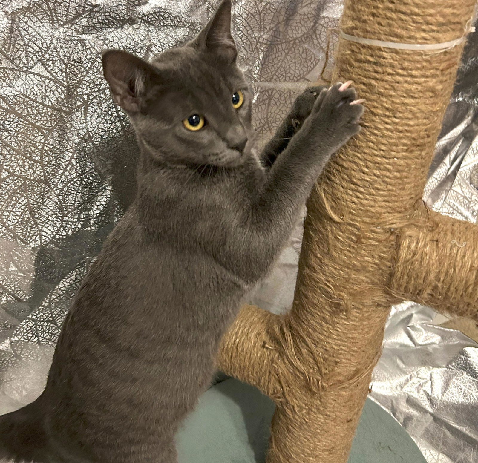 Vincent #Van-Gogh, an adoptable Chartreux, Domestic Medium Hair in Houston, TX, 77005 | Photo Image 2