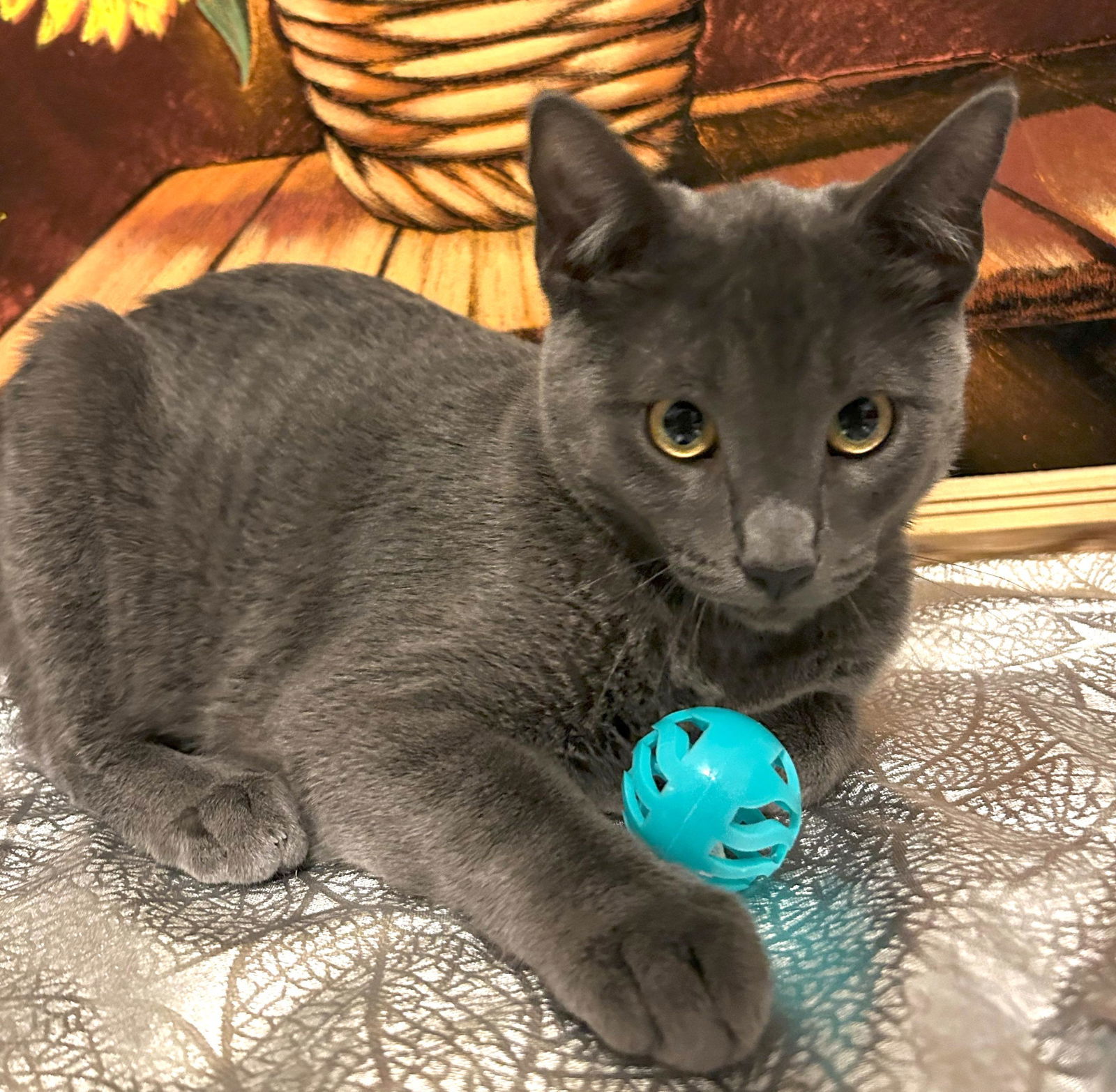 Vincent #Van-Gogh, an adoptable Chartreux, Domestic Medium Hair in Houston, TX, 77005 | Photo Image 3