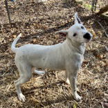 Courtesy Post Snowball may not be a purebred Dalmatian but dont tell him that-he definitely ident