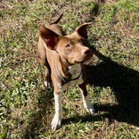 Courtesy Post Meet Ruby Grace - Glamour Grace  Puppy Zoomies This is Old Hollywood reincarnated-
