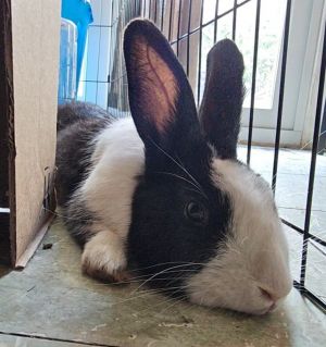 Panda, Adult Male Dutch