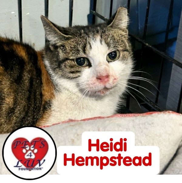 Heidi Hempstead photo 1