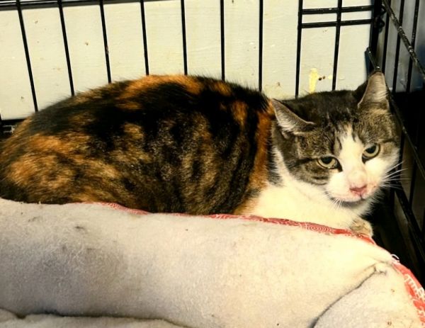 Heidi Hempstead thumbnail 2