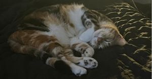 Rain, Young Female Domestic Long Hair