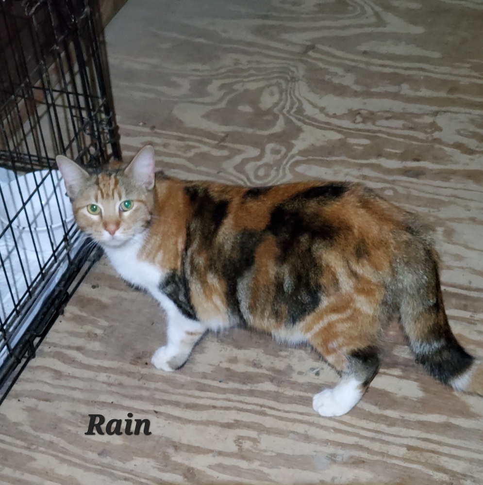 Rain, an adoptable Domestic Long Hair in Denver, CO, 80220 | Photo Image 2