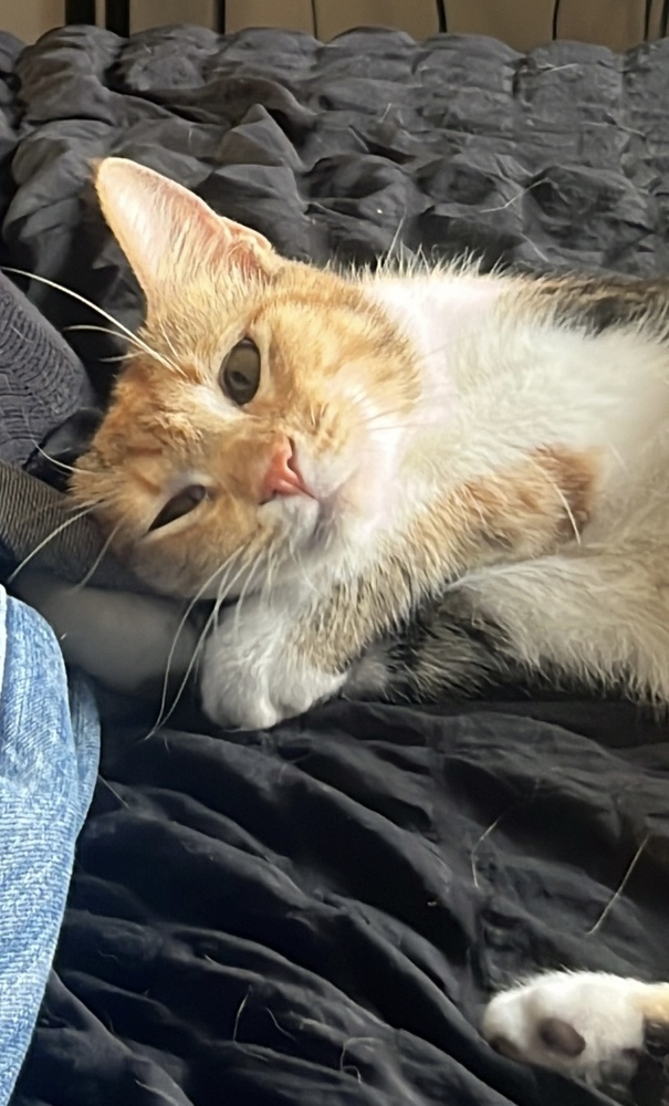 Rain, an adoptable Domestic Long Hair in Denver, CO, 80220 | Photo Image 3