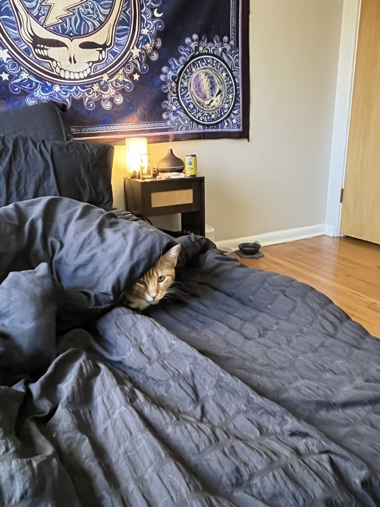 Rain, an adoptable Domestic Long Hair in Denver, CO, 80220 | Photo Image 4