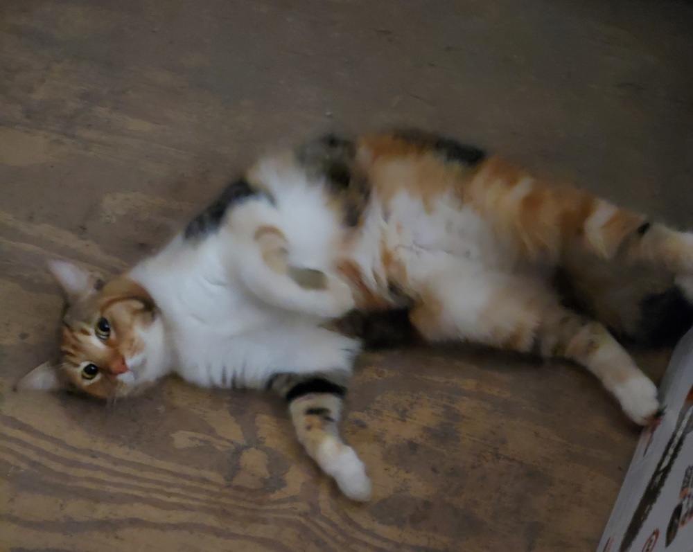 Rain, an adoptable Domestic Long Hair in Denver, CO, 80220 | Photo Image 5
