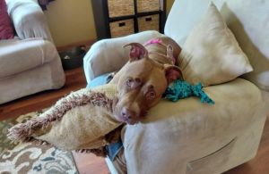 Keiko is a prime example of a red American Pit Bull Terrier Shes five years old and beyond the pup