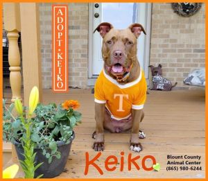 Keiko is an amazing girl She is 5 years old and about 70 pounds She is sweet friendly silly inq
