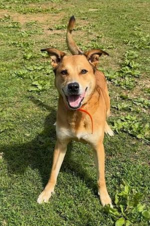 Kratos is a two-year-old Carolina Dog who has a pleasant little personality and lots of energy as is