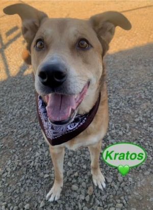 Kratos is a two-year-old Carolina Dog who has a pleasant little personality and lots of energy as is